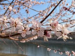 -桃花堤公园
