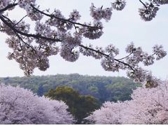-武汉大学-樱园
