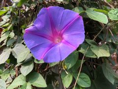 -顺德演艺中心大剧院