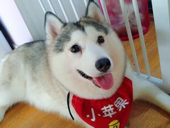 -Husky Go! 哈士奇体验馆·宠物咖啡厅狗咖