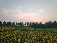 -花博汇(知音花月夜)
