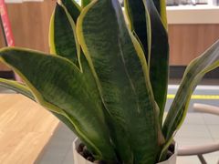 -肯德基(顺义光明大街店)