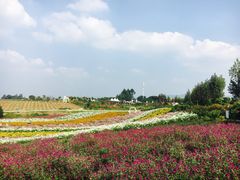 -紫颐香薰山谷景区