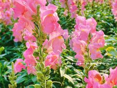 -文华公园(禅城区)