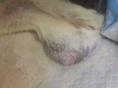 -康乐宝动物医院