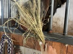 -北京群众马术培训基地