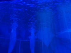 -上海海昌海洋公园-冰山北极馆