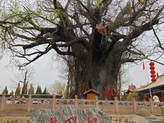 -大槐树寻根祭祖园