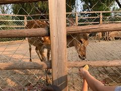 -静之湖湖畔餐厅