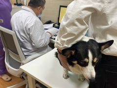 -北京观赏动物医院·24小时大型综合·猫专科·异宠专科