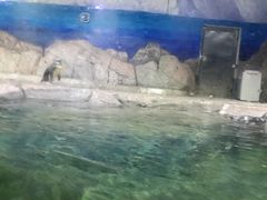 -临沂极地海洋王国