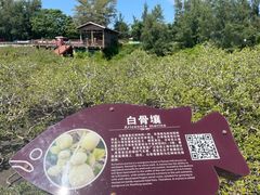 -北海金海湾红树林生态旅游区