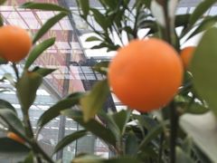 -龙大花卉苗木市场