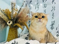 -爱洗澡的猫(望京店)