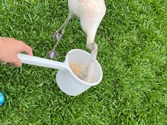 -广州长隆飞鸟乐园