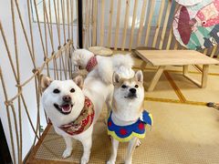 -柴迷FANS CLUB·柴犬狗咖·猫咖