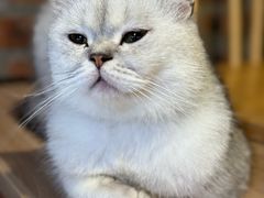 -豆逗聊愈猫阁Easy Life