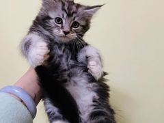 -猫域·湾主题猫咖·宠物吧(南坪城市广场店)