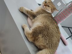 -糯米喵星人·撸猫猫舍咖啡馆(西市场嘉华店)