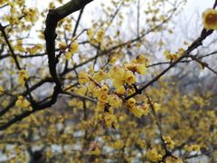 -香雪海