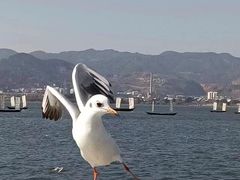 -海埂大坝
