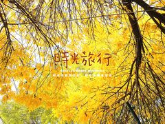 -三里屯东五街银杏大道