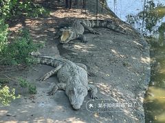 -广州长隆飞鸟乐园