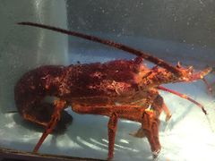-金唐海鲜酒家