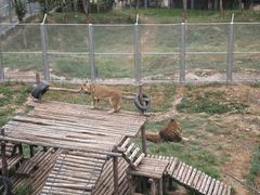 -青藏高原野生动物园