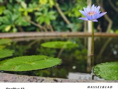 -大炮台