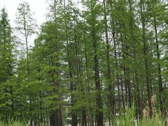 -白鹭湾湿地公园