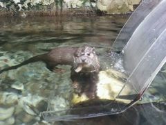 -迪拜水族馆及水下动物园