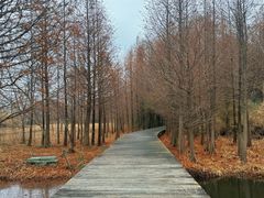 -溱湖国家湿地公园