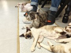 -琪喵猫屋·撸猫猫咖·猫舍