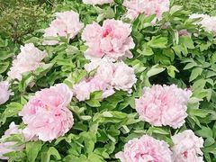 -洛阳市隋唐城遗址植物园
