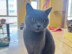 -猫咪咖啡店(新城大街店)