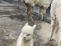 -上海大自然野生昆虫馆(东方明珠·爬宠昆虫探索中心)