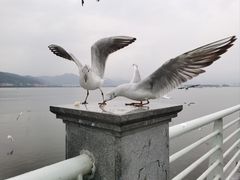 -海埂大坝