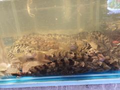 -金海湾海鲜总店