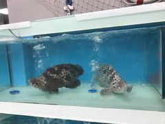 -盒马鲜生(大成店)