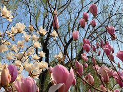 -大兴滨河森林公园