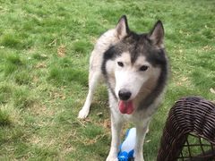 -翊宠yipet猫狗购宠庄园犬舍•猫舍