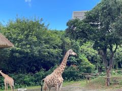 -深圳野生动物园