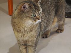 -平行世界·猫咖(首经贸店)