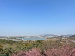 -香雪海