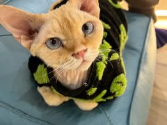 -COLOR PETS 撸猫馆·购猫·猫咖(长风大悦城店)