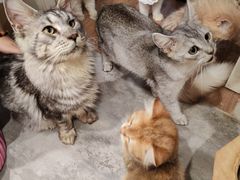 -楼上猫咖(罗湖店)