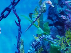 -上海海洋水族馆