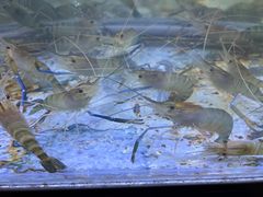 -白仁仔· 活烤海鲜 宵夜(豫园店)