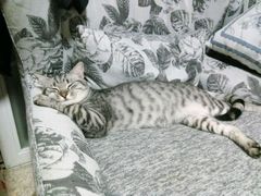 -纳吉亚猫专科动物诊疗中心(蒋宅口分院)
